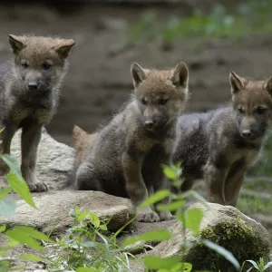Gray wolves (Canis lupus), young animals, young