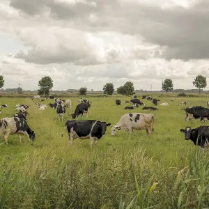 Grazing cows on green pasture under a slightly cloudy sky with flying birds