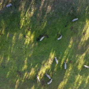 Grazing pigs in the Sierra de Aracena