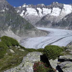 Great Aletsch Glacier, Rusty-leaved alpenrose (Rhododendron hirsutum)
