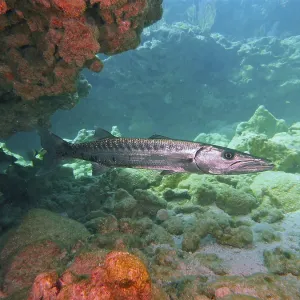 Great barracuda (Sphyraena barracuda)