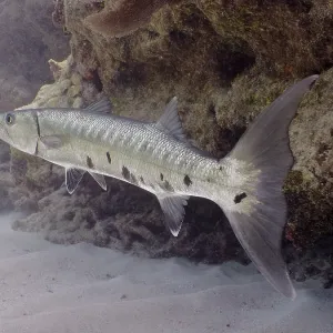 Great barracuda (Sphyraena barracuda) Great barracuda (Sphyraena barracuda)