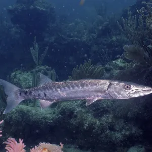 Great barracuda (Sphyraena barracuda) Great barracuda (Sphyraena barracuda)