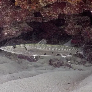 Great barracuda (Sphyraena barracuda)