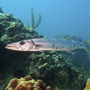Great barracuda (Sphyraena barracuda)