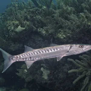 Great Barracuda (Sphyraena barracuda) Great Barracuda (Sphyraena barracuda)