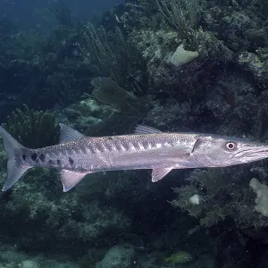 Great barracuda (Sphyraena barracuda)