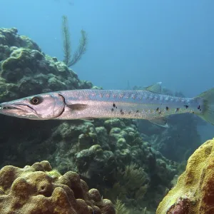 Great barracuda (Sphyraena barracuda)