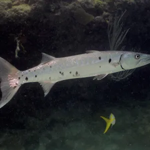 Great barracuda (Sphyraena barracuda)