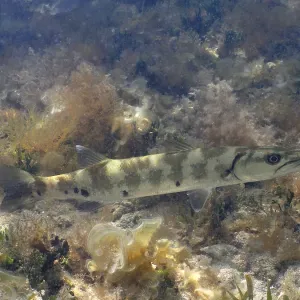 Great Barracuda (Sphyraena barracuda)
