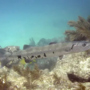 A Great barracuda (Sphyraena barracuda) swims in clear turquoise water above a reef