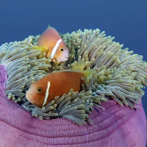 Great Barrier Reef, Unesco World Heritage Site