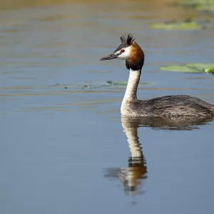 Great Crested Grebe (Podiceps cristatus) Great Crested Grebe (Podiceps cristatus)