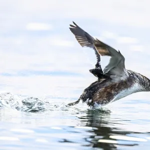 A great crested grebe (Podiceps scalloped ribbonfish)