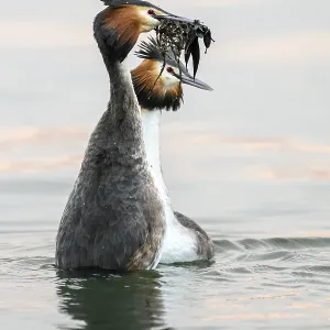 Two great crested grebes (Podiceps Scalloped ribbonfish) displaying courtship dance in the water