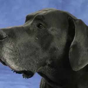 Great Dane, 10 years old, old dog