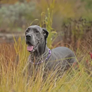 Great Dane Great Dane