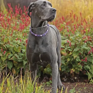 Great Dane Great Dane