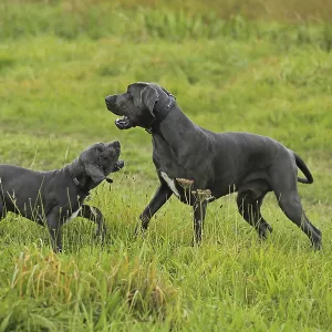 Great Dane, Saupacker, Great Dane Great Dane, Saupacker, Great Dane