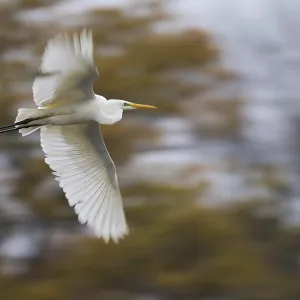 A great egret (Ardea alba) flies with spread wings against an autumnal