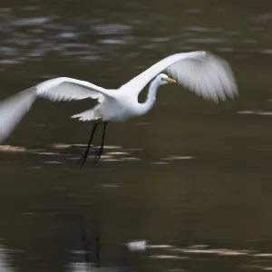 A great egret (Ardea alba) flies over the water