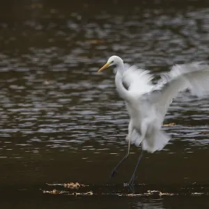 A great egret (Ardea alba) landing on water