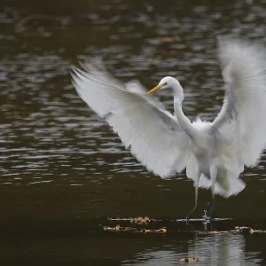 A great egret (Ardea alba) landing on water with wide-stretched wings in a flowing movement