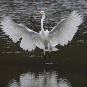 A great egret (Ardea alba) with majestically spread wings