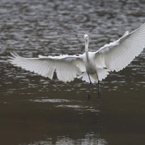 A great egret (Ardea alba) with spread wings flying over calm water