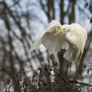 Great Egret (Ardea alba) in a tree grooming its feathers in a tranquil setting Great Egret (Ardea alba) in a tree grooming its feathers in a tranquil setting