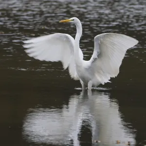 A great egret (Ardea alba) in water spreads its wings and is reflected in the water