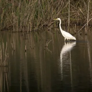 Great egret (Egretta alba) standing in shallow water Great egret (Egretta alba) standing in shallow water