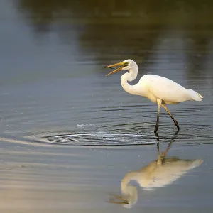 Great egret (Egretta alba) standing in shallow water and preying on small fish Great egret (Egretta alba) standing in shallow water and preying on small fish