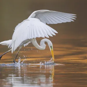 Great Egret or Great White Heron (Ardea alba) catching fish Great Egret or Great White Heron (Ardea alba) catching fish