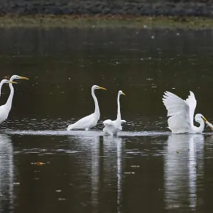 Several great egrets (Ardea alba) stand in the calm water of a lake in autumn surroundings