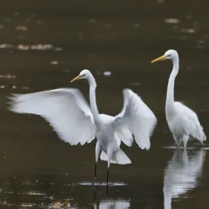 Two great egrets (Ardea alba) standing in water