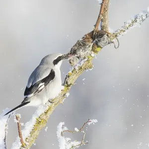 Great Grey Shrike Print: Impaled Mouse in Winter Landscape Great Grey Shrike Print: Impaled Mouse in Winter Landscape