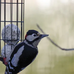 Great spotted woodpecker (Dendrocopos major) Great spotted woodpecker (Dendrocopos major)