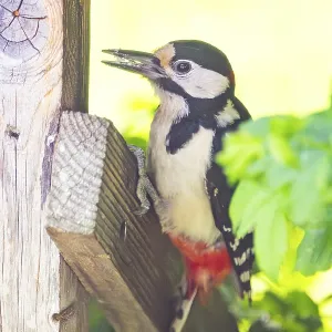 Great spotted woodpecker (Dendrocopos major) sitting on wooden slat