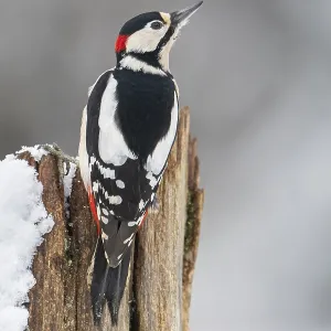 Great spotted woodpecker (dendrocopos major) at the woodpecker forge in the snow