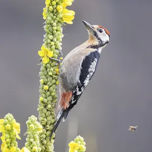 Great spotted woodpecker (Dendrocopus major) young bird Germany