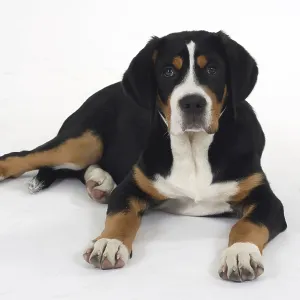 Great Swiss Mountain Dog, puppy, 14 weeks