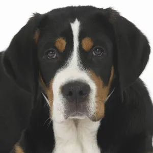 Great Swiss Mountain Dog, 14 Week Old Puppy Print