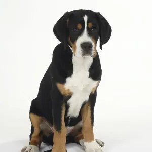 Great Swiss Mountain Dog, puppy, 14 weeks Great Swiss Mountain Dog, puppy, 14 weeks
