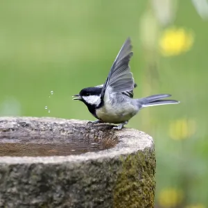 Great tit (Parus major), bird bath Great tit (Parus major), bird bath