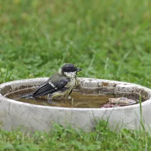 Great tit (Parus major), bird bath