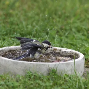 Great tit (Parus major), bird bath