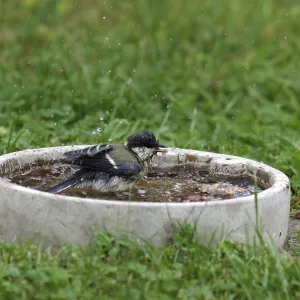 Great tit (Parus major), bird bath