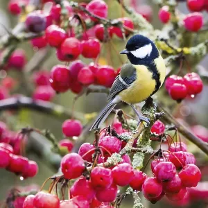 A great tit (Parus major) on a branch full of red berries A great tit (Parus major) on a branch full of red berries