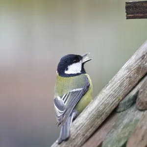 Great tit (Parus major), close-up